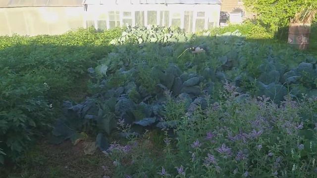 огород 30.07.22. жара закончилась, пришли холодные ночи. смотреть онлайн