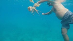 Охота на лангуста.Куба,Тринидат.Карибское море.