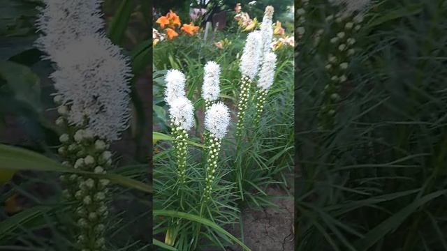 Лиатрис Флористан Уайт смотреть онлайн