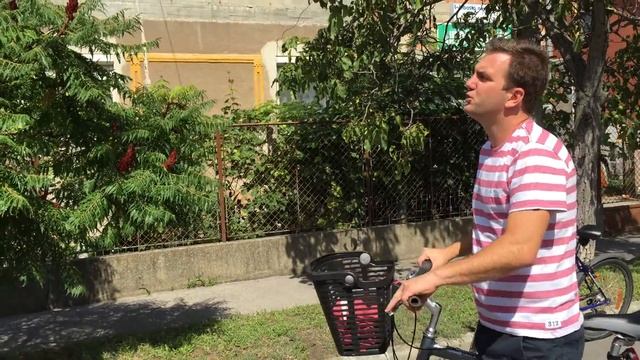 Rhus typhina 'Dissecta' - Szárnyaltlevelű Ecetfa смотреть онлайн