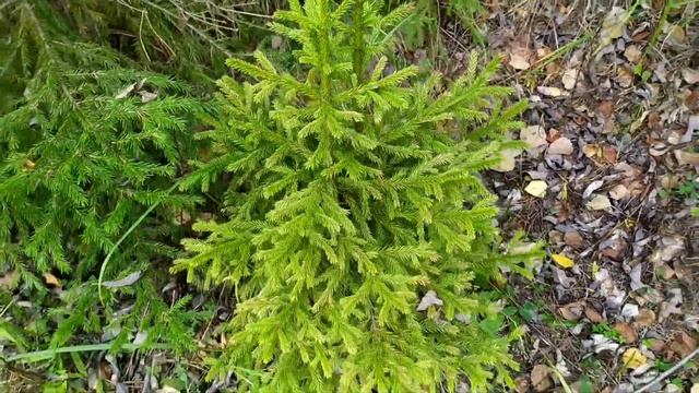 ГРИБЫ осенью.МНОГО ПОДОСИНОВИКОВ.Сентябрь 2020.#грибы#подосиновики#тихаяохота#mushroom#лесроссии