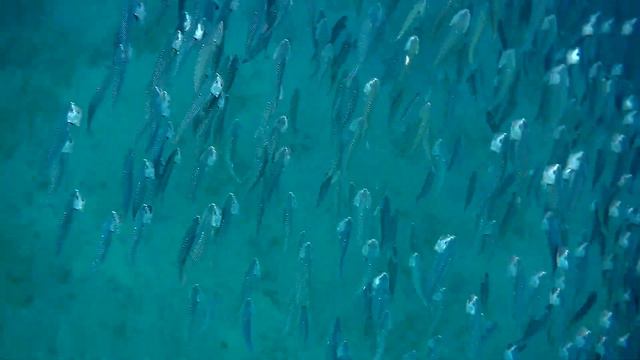 Indian Mackerel, Индийская скумбрия