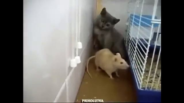 УДИВИТЕЛЬНАЯ ДРУЖБА КОШКИ И МЫШКИ ПРИКОЛ Amazing FRIENDSHIP Funny Cats And Mouse смотреть онлайн
