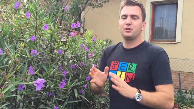 Növényritkaság: Mexikói Petúnia - Ruellia Britonniana