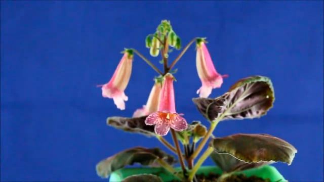 First Smithiantha Hybrids