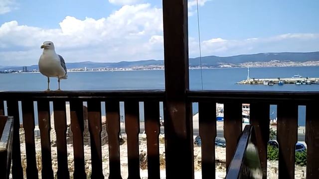 Минус чайка смотреть онлайн