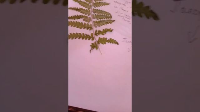 Заполняем своими руками травник блокнот часть 1 смотреть онлайн