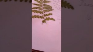 Заполняем своими руками травник блокнот часть 1