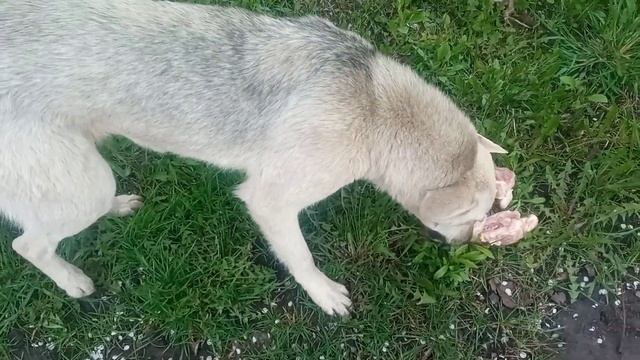 Серушка гуляет без семьи,сама по себе!!! смотреть онлайн