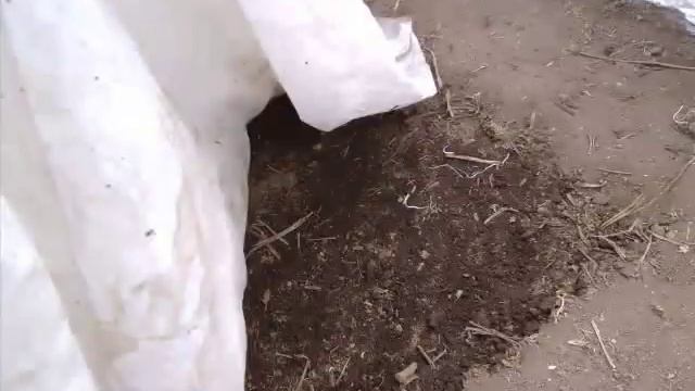 Ранние посевы в теплице смотреть онлайн