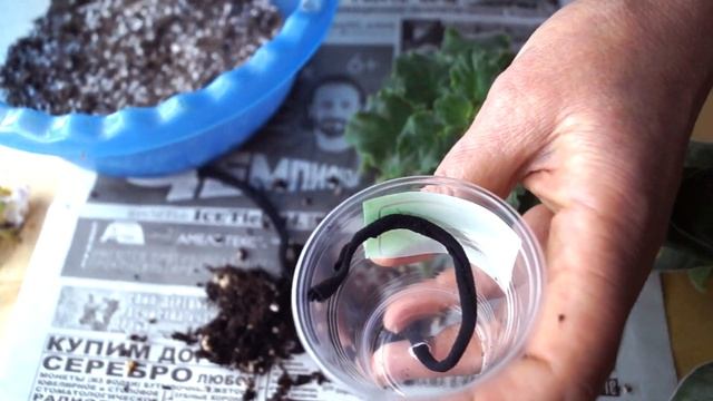 Фитильный полив для фиалок. Мой опыт. Как перевести фиалку на фитиль смотреть онлайн