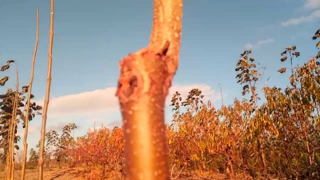 Техническая подрезка павловнии 26 октября 2021 г. смотреть онлайн