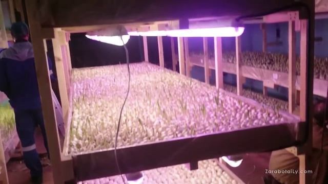 Лук Стардаст под искуственным освещением, выгонка смотреть онлайн