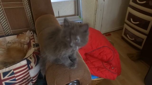 Котятам нужен дом смотреть онлайн