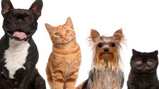 Тварина- живий організм смотреть онлайн