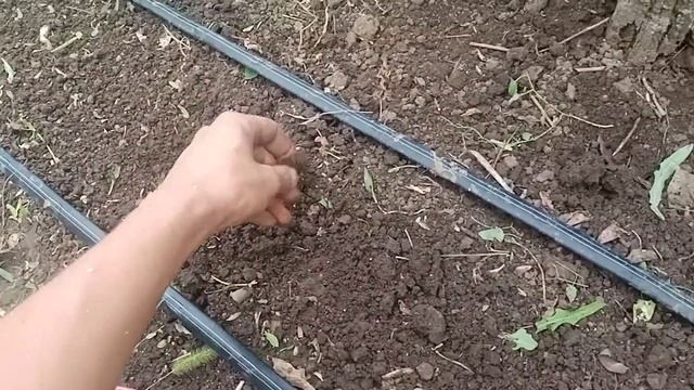 Что выростит если посадить свежие, (этого года) семена редиса?| Посадка редиса на осень смотреть онлайн