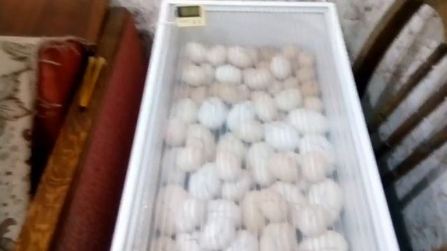 Опрыскивать яйца или нет?! Температура на скорлупе яиц. смотреть онлайн