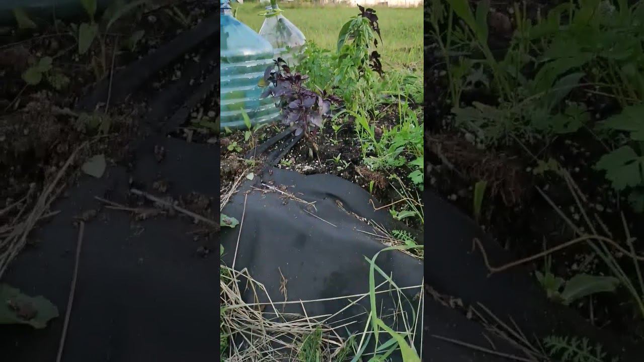 Обустраиваю участок своими силами