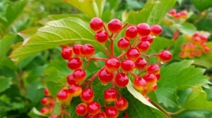 То самое полезное в калине: что она лечит и как ее лучше принимать
