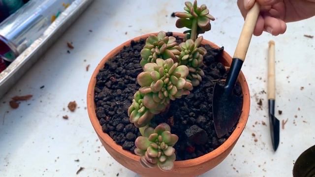 Pot It Up With Me: Beautiful Succulent Crest Repot ASMR Session смотреть онлайн