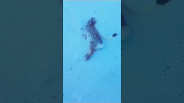 Ласка охотится на кроликов в Сибири (Bir Gelinciğin öğlen Yemeği)