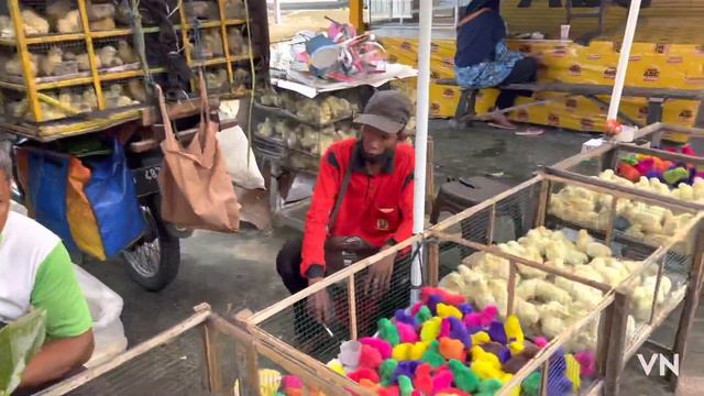 Бали: Бесплатный зоопарк на бали/ Kebun binatang gratis dibali смотреть онлайн