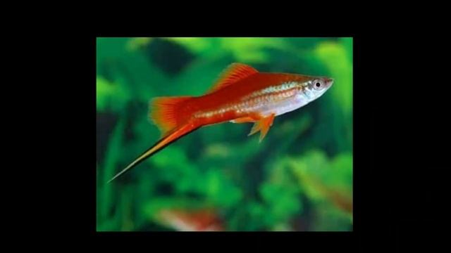 Tiger barb fish Tankmates | suitable Tankmates for tiger barb fish . смотреть онлайн