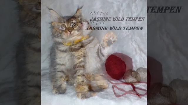 Котята мейн-куна смотреть онлайн