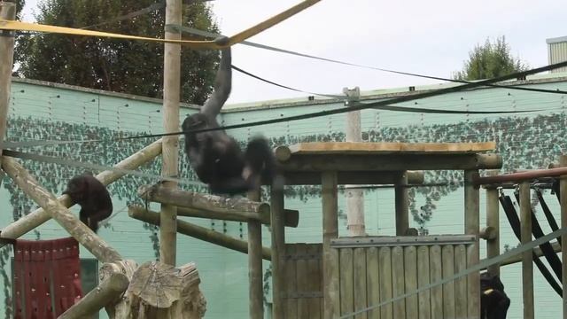 A NEW home for the UK's only bonobo troop at Twycross Zoo смотреть онлайн