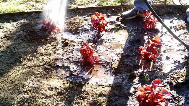 Planting a few things and setting up drip irrigation in a container. смотреть онлайн