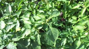 РАННИЙ ПЕРЕЦ ВЕНТИ. ВИДЕООБЗОР. Ольга Чернова.