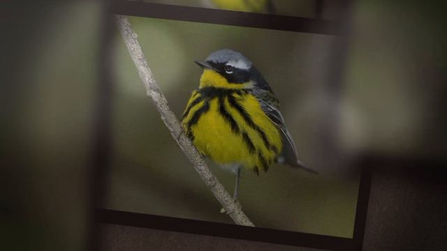 Magnolia Warbler: Small songbird; black mask; yellow breast with black streaks; coniferous forests. смотреть онлайн