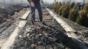 ЖИЗНЬ В САДУ, ОБРЕЗКА БУЗИНЫ ЧЕРНОЙ БЛЭК ЛЕЙС .