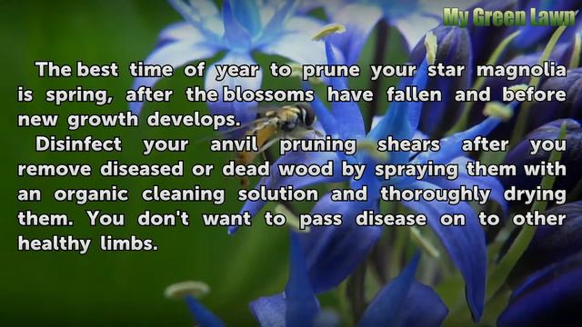 How to Trim a Star Magnolia Bush смотреть онлайн
