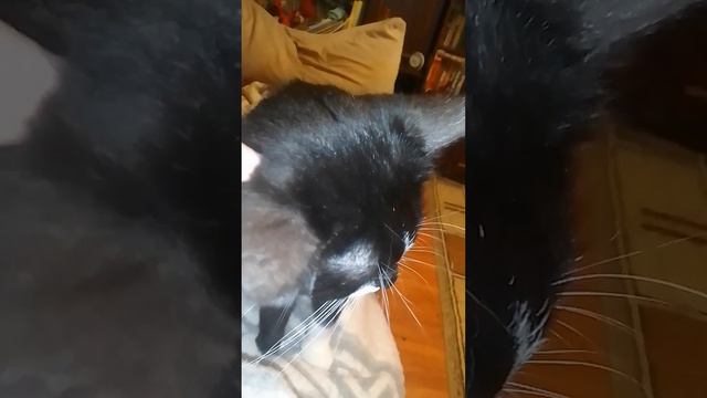 Алла.Трое из ларца и их друзья.Чип вам шлёт привет. смотреть онлайн