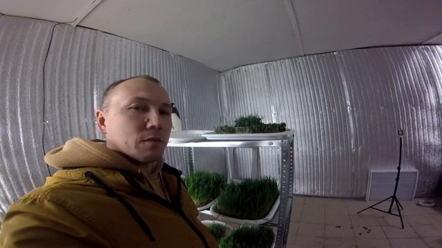 микрозелень/проращивание пшеницы на ВИТГРАСС/ ЭКОФЕРМА64/стеллаж с автополивом для микрозелени смотреть онлайн