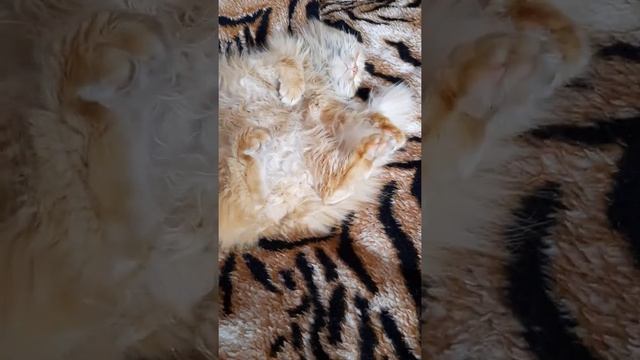 Мой любимый кот Рыжик, любит долго спать на мягком диване, кот соня??????⬛?⬛?⬛ смотреть онлайн