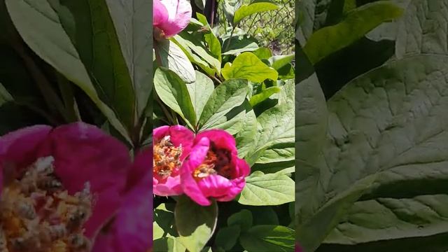 Марьин корень.пчелки. смотреть онлайн