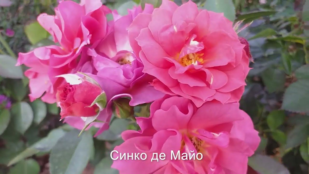 Розы Магия красоты Август смотреть онлайн