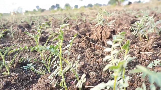 पावसाळा लांबला यंदा हरभरा पेरणी कधी करावी l हरभरा पेरणी घाई संकटात l barbara lagwad смотреть онлайн