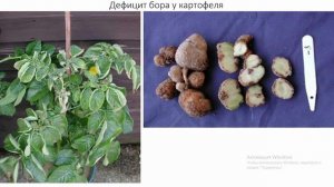 Дефицит микроэлементов у растений / Как визуально определить / Как вносить микроудобрения правильно