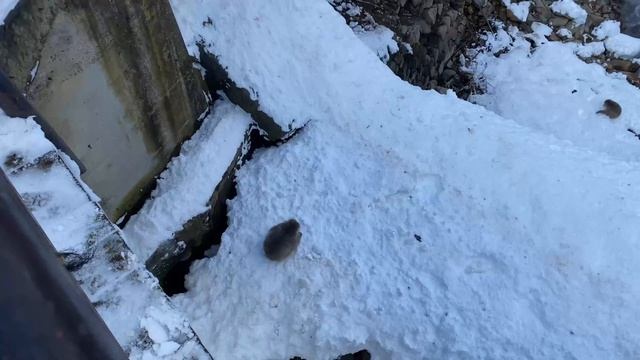 Обезьяны в снегу смотреть онлайн