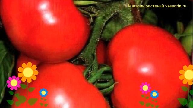 Томат обыкновенный Восток. Краткий обзор, описание характеристик, где купить семена смотреть онлайн