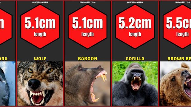 Comparison: Animals Teeth Size | Length of Teeth of Different Animals смотреть онлайн