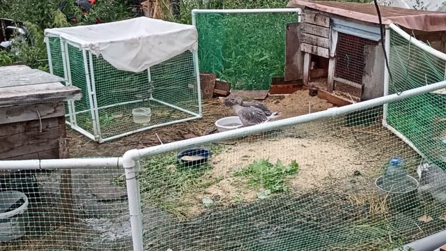 Дождь и гуси