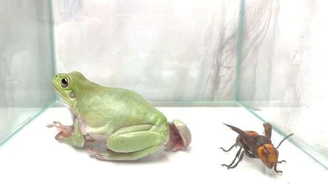 WARNING LIVE FEEDING! The Australian green tree frog eats Asian giant hornet? смотреть онлайн