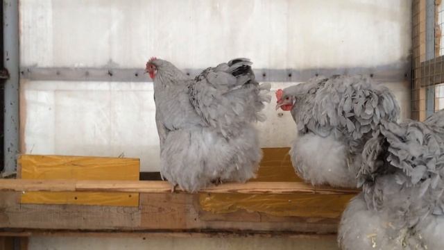 Куры породы орпингтон, окрас лавандовая кукушка, в моём хозяйстве 14.02.2019г. смотреть онлайн