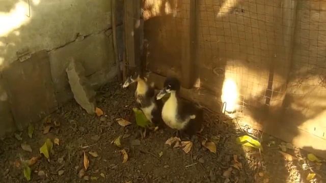 Утки Бело грудка Выгодный бизнес смотреть онлайн