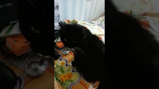 Кошка и не собирается пить из миски, она же человек!