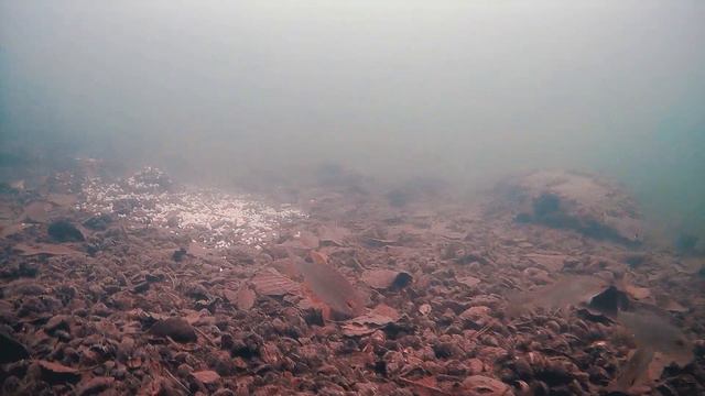 ПЕРЛОВКА И МОТЫЛЬ КАК ПРИКОРМКА ДЛЯ РЫБЫ. Что выберет рыба в качестве прикормки смотреть онлайн